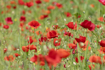  Coquelicots dans une jachère fleurie