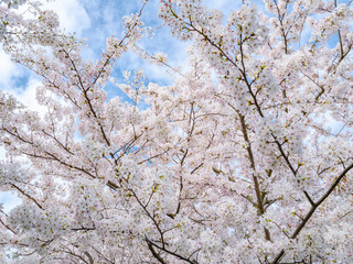 Japanese Apple Blossom Trees In Bloom Christchurch New Zealand