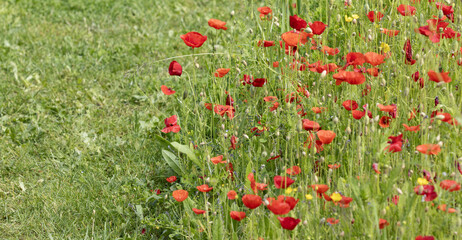  Coquelicots dans une jachère fleurie