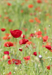  Coquelicots dans une jachère fleurie