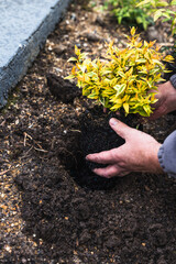 gardener's hands planting hedge nandina plant in the ground, close-up shot at shallow depth of field