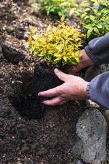 gardener's hands planting hedge nandina plant in the ground, close-up shot at shallow depth of field
