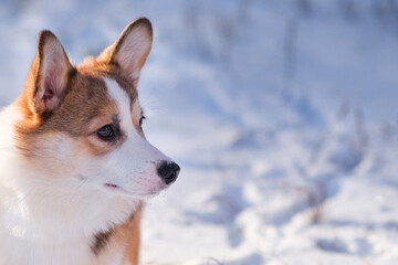 Small Pembroke Welsh Corgi puppy walks in the snow on a sunny winter day. Close-up, looking to the side. Happy little dog. Concept of care, animal life, health, show, dog breed