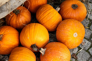 Pile of many ripe orange bright pumpkins on stone floor against straw hay at pumpkin farm yard. Halloween thanksgiving celebration symbol plant. Country rustic squash autumn background