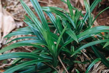Close up of Mealybugs on Pandanus Amaryllifolius leaves, good for article