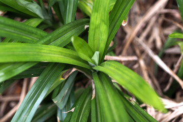 Close up of Mealybugs on Pandanus Amaryllifolius leaves, good for article