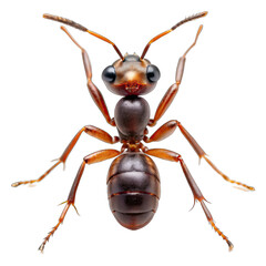 Fototapeta premium ant isolated on white background