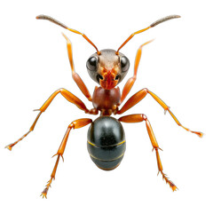 Fototapeta premium ant isolated on white background