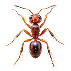 Fototapeta premium ant isolated on white background