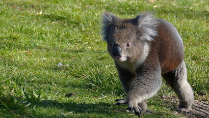 koala in the forest © Valerii
