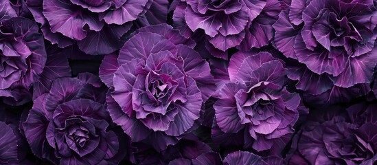 Obraz premium Purple Ornamental Cabbage Plant Background