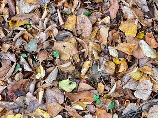 wet autumn leaves on asphalt cold and gloomy background texture