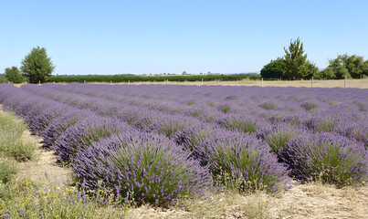 Dreamlike Landscapes and Mystical Gardens with Vibrant Flowers and Glowing Nature