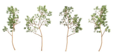 christmas tree isolated on white	
