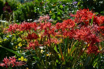 曼珠沙華(彼岸花)リコリス