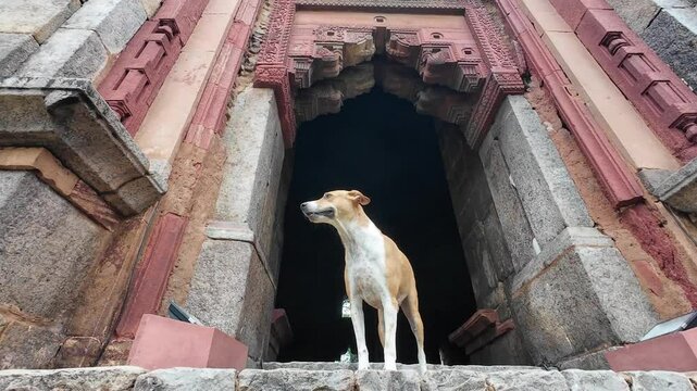 A stray dog poses at the monuments in Lodhi Garden, Delhi, India, depicted in a unique perspective view