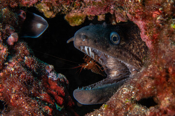 Shrimp cleans the moray eel's mouth. A moray eel gets its mouth cleaned by a cleaner shrimp underwater on a coral reef. Mediterranean moray eel. It is also known as Saint Helena Moray. Çanakkale 
