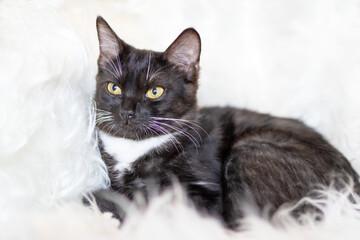 A black and white cat with yellow eyes is on a white blanket