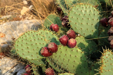 Prickly pear cactus with nopales and red fruits in France