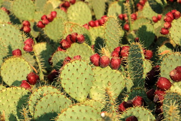 Fototapeta premium Prickly pear cactus with nopales and red fruits in France