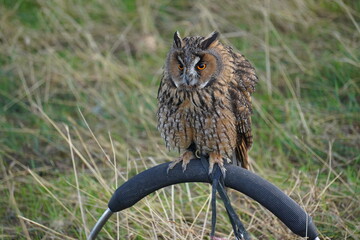 Long eared owl
