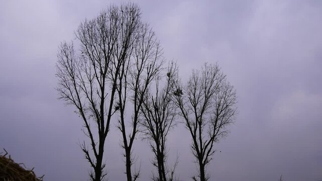 Panning up on tall leafless trees or deciduous trees in cloudy and gloomy weather.