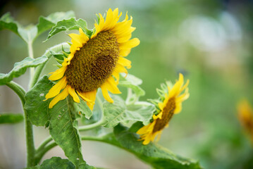 Golden Green fields of sunflowers