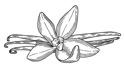 Vanilla pods hand drawn