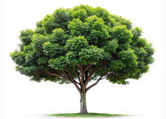 tree isolated. tree, isolated, nature, leaf, plant, white, branch, single, oak, big, environment, forest, summer, life, trunk, foliage, spring, wood, stem, leaves, growth, ecology, tall, green, one