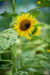 Golden Green fields of sunflowers