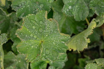 Close-up of green leaf covered with morning dew drops in a natural garden environment. Concept of...