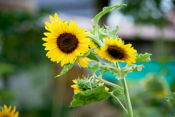 Golden Green fields of sunflowers