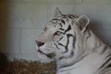 White Bengal tiger