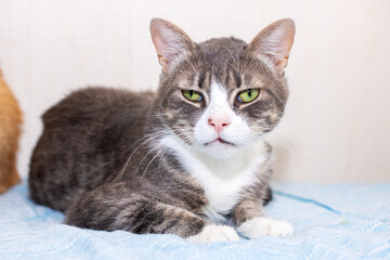 Fototapeta premium A fluffy gray and white cat is laying comfortably on a blue blanket
