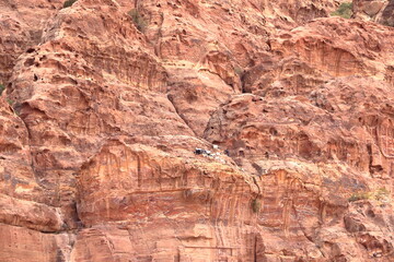 Goats in the area of Wadi Musa, Petra, Jordan