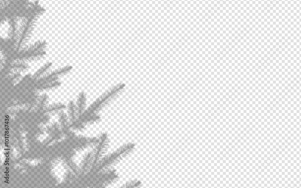Wall mural shadow overlay from a pine tree branch isolated on a transparent background.