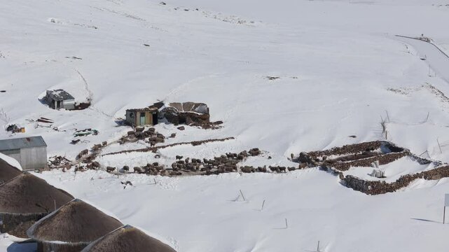 Aerial view: Flock of sheep explore snowy landscape outside stone corral 