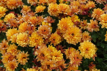 A lot of orange flowers of Chrysanthemum in October