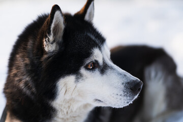 Close-up photo of a husky dog ​​with brown eyes in winter.