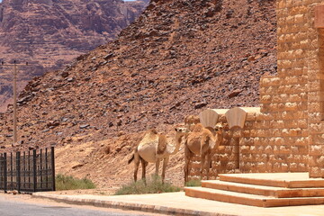 Camels in a Wadi Rum desert, Jordan