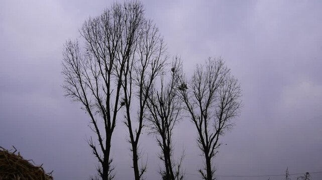 Tall leafless trees or deciduous trees in cloudy and gloomy weather.