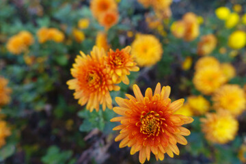 Closeup of bright orange flowers of Chrysanthemum in mid November