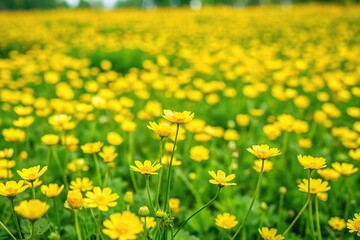 Obraz premium A clearing of yellow flowers in a bright meadow