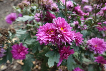 Fototapeta premium Deep pink flowers of Chrysanthemums in October
