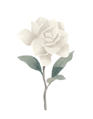Obraz premium single white rose