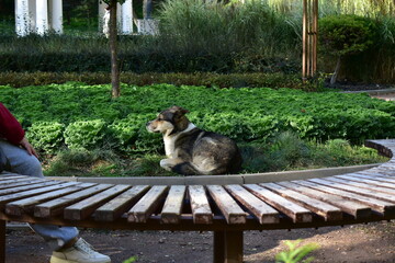 portrait of a dog in profile lying on a flowerbed in an autumn park