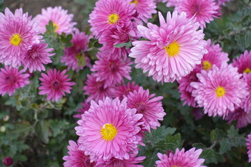 Flattened pink flowers of Chrysanthemums in November
