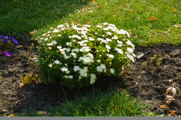 Bush of white Chrysanthemum in full bloom in mid October