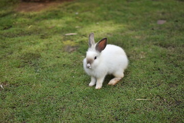 Cute white rabbit, domestic pet on the grass. Rabbit farm