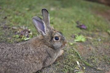  Easter  animal pet bunny concept. tiny furry baby brown white bunny rabbits playful on the meadow. 
